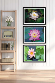 3 Parça Gölde Yüzen Pembe Çiçek Tarzında Siyah Çerçeve Görünümlü Mdf Tablo Seti Bonvagon