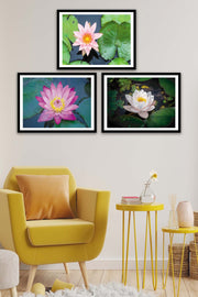 3 Parça Gölde Yüzen Pembe Çiçek Tarzında Siyah Çerçeve Görünümlü Mdf Tablo Seti Bonvagon