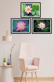 3 Parça Gölde Yüzen Pembe Çiçek Tarzında Siyah Çerçeve Görünümlü Mdf Tablo Seti Bonvagon