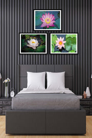 3 Parça Gölde Yüzen Pembe Çiçek Tarzında Siyah Çerçeve Görünümlü Mdf Tablo Seti Bonvagon