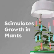 Hızlı Bitki Yetiştirme Saksısı Bonvagon