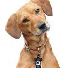 Rolldog Köpek 20 Adet Poşet ve Tasmaya Takılan Taşıyıcı Bonvagon