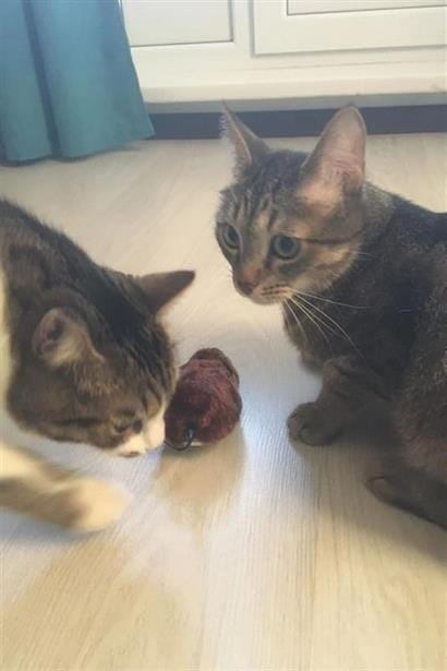 Kurmalı Kedi Eğitim Oyuncağı Tüylü Peluş Fare Yakalama İnteraktif Sevimli Eğlenceli Oyuncak Bonvagon